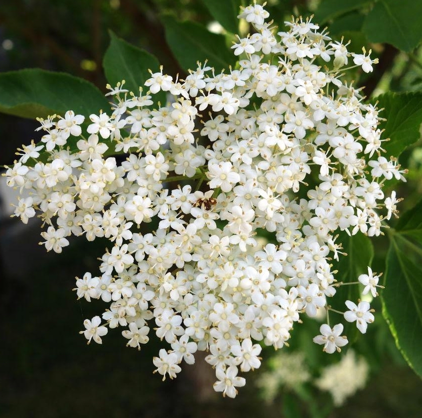 Elderberry flower