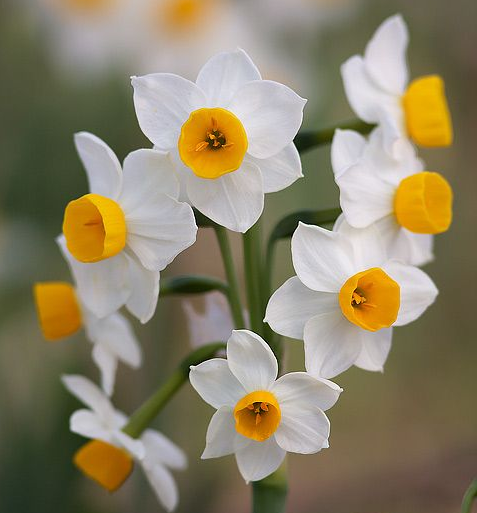 Narcissus