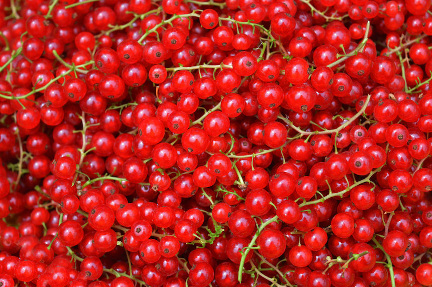 Red Currant