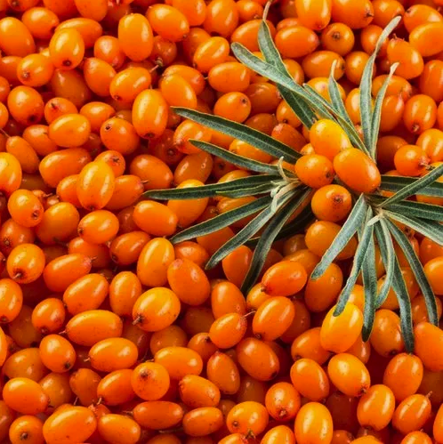 Sea Buckthorn