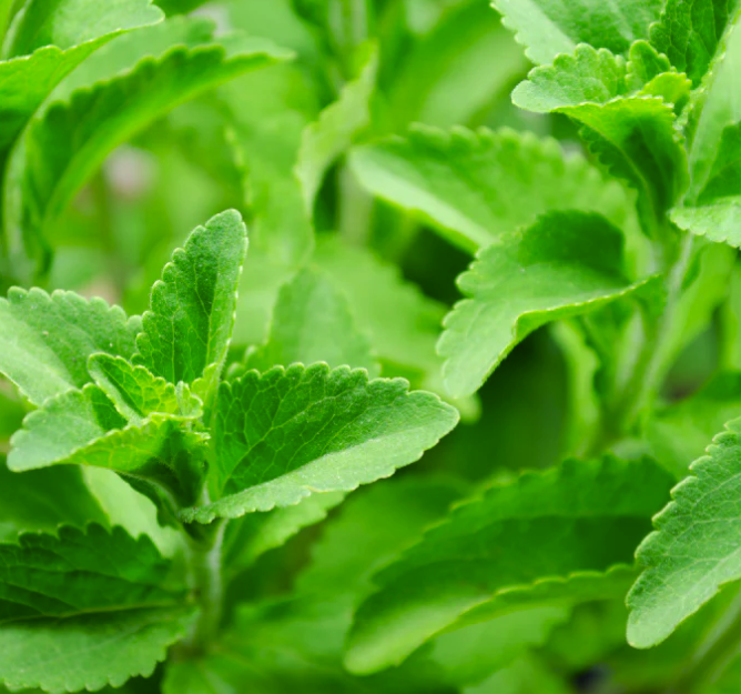 Stevia