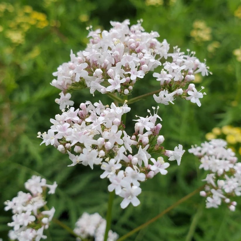 Valerian