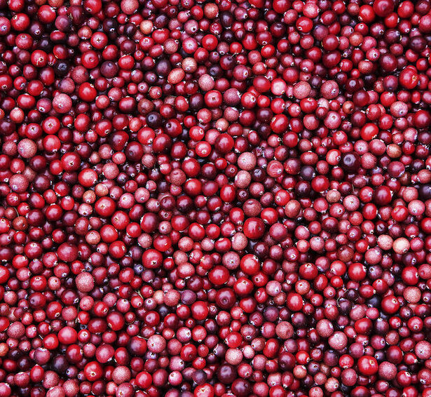 Lingonberry